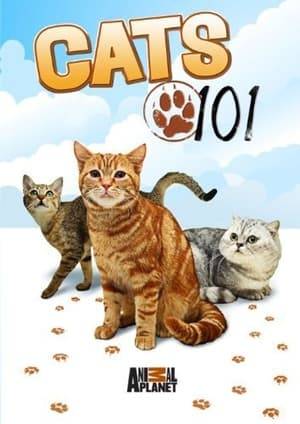 Discover everything about your feline friend. This series highlights the frisky, feisty and contagiously cute behaviors that helped these cheeky creatures overtake dogs as the most popular pet in America. Learn about the various breeds, their genetic history, famous felines and quirky cat facts.