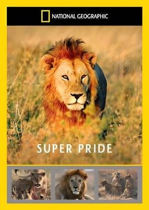 The Serengeti sustains one of the biggest lion populations in Africa: approximately 3,500 lions in 300 prides. But this pride, residing in the central Serengeti, is an exception. 22 lions in all: they are a Super Pride. Few lion prides reach Super Pride status. Keeping cubs alive to maturity is the Super Pride's ultimate goal, but sometimes the greatest threats to a lion cub's life come from other lions...