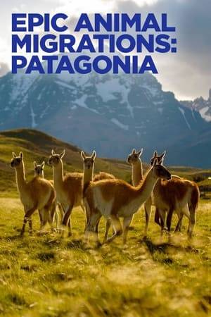 For thousands of animals every year, migrating across Patagonia is the only chance of survival as they return to give birth and raise their young or come home to feed.