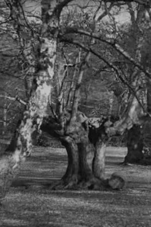 First film of Burnham Beeches, the famous beauty spot and ultimate film location.