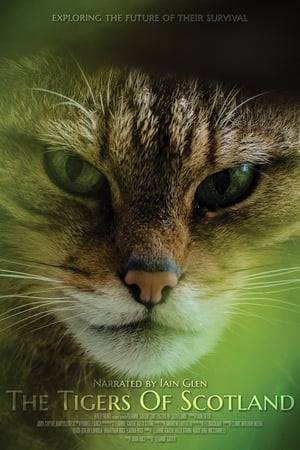 This documentary highlights the endangered existence of the Scottish wildcats, and the conservation efforts required to prevent their extinction.