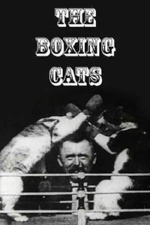 "A glove contest between trained cats. A very comical and amusing subject, and is sure to create a great laugh." (by Edison Films)