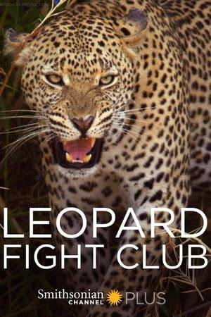 Witness a remarkable coming-of-age story as we track a young leopard's journey from rookie to royalty in South Africa's lethal Big Five landscape. When we first meet Jack, he's clumsy, fearful, and weak, but he's a fast learner - and he'll need to be. He's destined for a showdown with the area's current leopard monarch, an alpha male with a real mean streak. We follow Jack as he hones his skills and builds up muscle for the ultimate catfight. It's a battle where only the winner will walk out alive.