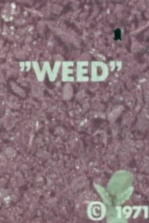 This 1971 color anti-drug use and abuse film was produced by Concept Films and directed by Brian Kellman for Encyclopedia Britannica. “Weed: The Story of Marijuana” combines time-lapse, montage, illustrations, animation (by Paul Fierlinger and emigre Pavel Vošický) and dramatized, documentary-style interviews to survey the evolving role of cannabis in U.S. society, with emphasis on the legal risks faced by young people. A unique score of experimental synthesizer music is provided by Tony Luisi on an EMS VCS 3 “Putney”