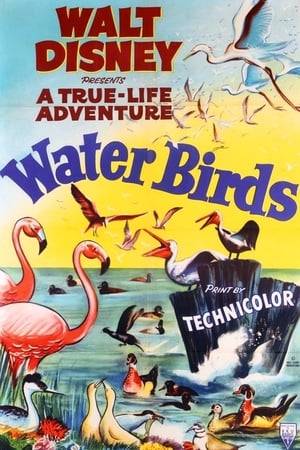 Water Birds is a 1952 short documentary film directed by Ben Sharpsteen. The film delves into the still waters of lagoons and marshes to the wild blue wilderness of the vast oceans, to experience the beauty and variety of their majestic birds, each perfectly designed for its habitat. It won the Oscar for Best Short Subject, Two-Reel.