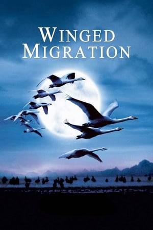 This documentary follows various migratory bird species on their long journeys from their summer homes to the equator and back, covering thousands of miles and navigating by the stars. These arduous treks are crucial for survival, seeking hospitable climates and food sources. Birds face numerous challenges, including crossing oceans and evading predators, illness, and injury. Although migrations are undertaken as a community, birds disperse into family units once they reach their destinations, and every continent is affected by these migrations, hosting migratory bird species at least part of the year.