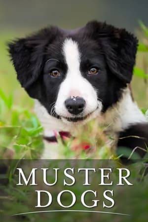 Five graziers from across Australia are given five Kelpie puppies from the same litter and set with the challenge of transforming these uniquely Australian dogs into champion muster dogs. Series 2 tracks five adorable Australian Border Collie puppies.