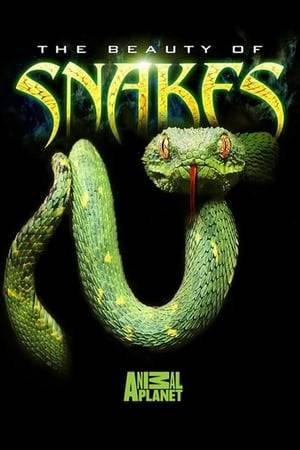 Traveling from the deserts of Namibia to the forests of the Amazon, this documentary provides an up-close view of the snake world in all it scaly glory. Cameras mounted on serpents' backs allow viewers a snake's-eye view of their habits and habitats. The resulting footage reveals how they mate, give birth, hunt, feed and make their way through the world. Cobras, thread snakes and desert horned vipers and are just a few of the creatures featured.
