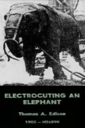 This is a film taken of the execution of Topsy, an elephant employed to help build Luna Park on Coney Island.