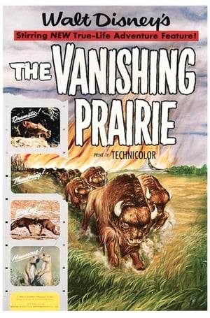 Story of the American Prairie as it was when vast herds of bison and elk grazed.