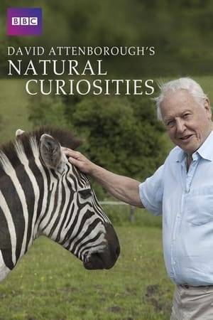 Sir David shines the spotlight on some of nature’s evolutionary anomalies and reveals how these curious animals continue to baffle and fascinate.