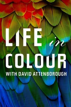 Exploring the vital role colour plays in the daily lives of many species.