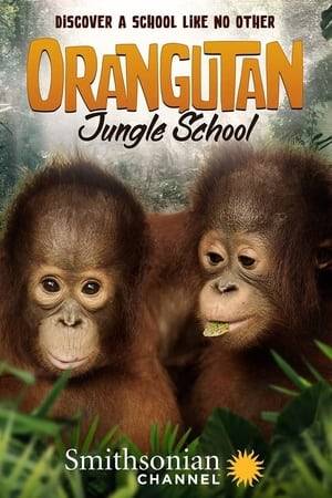 This series follows the stories of the orangutans and the staff at the world’s biggest orangutan rehabilitation center.
