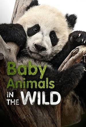 Baby Animals In The Wild is a humorous narration driven series based on a day in the life of a broad range of extremely cute baby animals from a wide variety of natural environments around the world