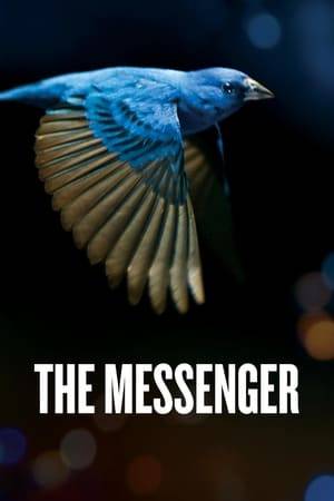 Songbirds are disappearing at an alarming rate. The Messenger is a visually thrilling ode to the beauty and importance of the imperiled songbird, and what it means to all of us on both a global and human level if we lose them.