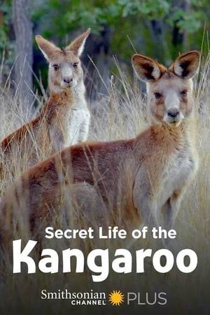 With their distinctive appearance, trademark bounce, and babies in pouches, kangaroos are Australia's most iconic marsupial. But kangaroo life isn't without its challenges: Predators like the dingo or goanna are always looking for dinner, and evading them is life's number one priority. Take a closer look at the up-and-down life of an Australian icon.