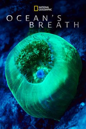 Coral reefs are the greatest living organism of this planet.They are the lung which permitted life to exist on Earth for hundreds of millions of years. But today something has changed.The coral reefs are dying.Three young scientists, Federico Fanti, Grace Young and Vanessa Loveburg are hot in pursuit. But how can a geologist and paleontologist, a robotic engineer and a marine biologist find the killer of an organism which does not follow the rhythms of human beings? But not all is lost. The way of saving the coral reefs is buried in the breath- taking views of the Dolomites.