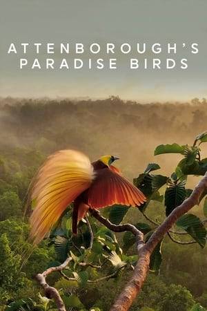David Attenborough tells the remarkable story of how these " birds of paradise " have captivated explorers , naturalists, artists, filmmakers and even royalty.