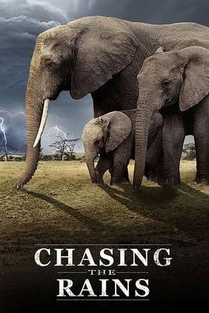 Featuring an in-depth look at wildlife that struggle to survive through cycles of drought and dramatic rainfall, the series was filmed beyond the jagged peaks of Mount Kenya, in the great rangelands of the north, beginning at the end of the long rains, when river valleys, plains and mountains are flushed with new growth.