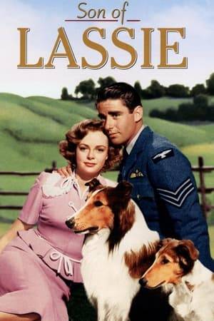Laddie (Son of Lassie) and his master are trapped in Norway during WW2 - has he inherited his mothers famous courage?