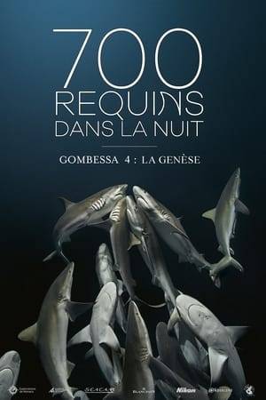 Originally, in 2014, Laurent Ballesta had just one precise objective: to unravel the mystery of groupers. To understand the issues involved in their collective reproduction. But although focused on the study of groupers, the real surprise came from the sharks. Never before had the team been confronted with such a density of grey reef sharks. The divers took up the challenge of counting them. Methodically, they repeated the operation many times to arrive at the impressive figure of 700 grey reef sharks.
 Each year, the team returned to the southern pass of Fakarava in French Polynesia. Until 2019, for the fourth expedition, "Gombessa 4" is the synthesis of precise and unique scientific protocols. The mission demonstrated that shark hunts are not anarchic, but rely in part on social organization within the horde, following in the footsteps of the 700 grey sharks in "700 sharks in the night (Gombessa 4, Genesis)".