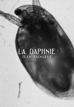 Titles in French and English help us know what we're seeing. In all waters, daphnia abound. They are crustaceans about 2 ml long, with one eye that turns in all directions. Antennae enable daphnia to move: in a close up magnified 150,000 times, we see the muscles of the antennae pulse. We see the eye, the nerve mass, blood globules, and the heart, beating several times per second. The intestine forms a long line. All are females; eggs develop above the intestine. New generations come rapidly. Inside each daphnia are tiny infusoria; we watch them clean the intestine of a dead daphnia. An enemy, the hydra, approaches. A daphnia dies, but many remain.