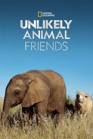 The natural world is full of amazing stories, but sometimes animals act in ways that seemingly go against all their instincts. This heart-warming series examines the cases of animals that have struck up unusual relationships.