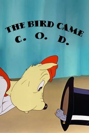 Conrad Cat runs afoul of a magician's bird.