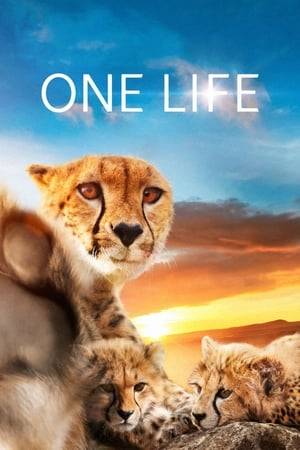 One Life captures unprecedented and beautiful sequences of animal behaviour guaranteed to bring you closer to nature than ever before, as well as a second disc packed full of never before seen extras including an exclusive making of featurette narrated by Daniel Craig.