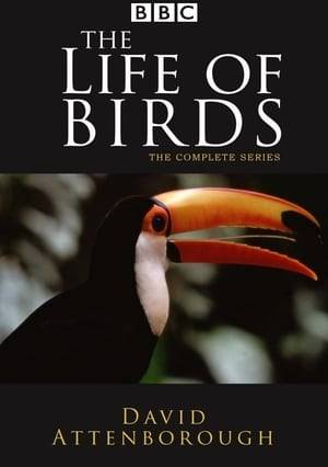 In the documentary series produced by the BBC, The Life of Birds, Sir David Attenborough unveils a new investigation into the behaviour of birds, perfectly adapted animals that conquer the air. This ten-part series reveals the secret of the birds' great success, their remarkable strategies for finding food, their complex social systems, and their ingenious and often bizarre ways of mating and breeding. From the high speed of large airborne hunters to long distance migrations or the bright colors of nectar feeding hummingbirds, this is the ultimate bird series that every ornithologist should not miss.